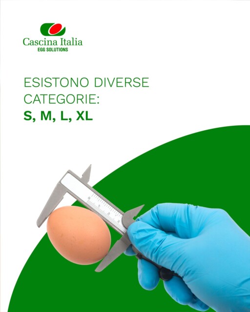 Sapevi che le uova vengono classificate anche per peso?
Non cambia solo la dimensione S, M, L, XL.
Un uovo piccolo contiene mediamente meno tuorlo e apporta meno grassi e calorie rispetto a uno grande: una differenza da considerare quando scegli le quantità per le tue ricette.
Ora le guarderai... con occhi diversi!

#CascinaItalia #Curiosità #EducazioneAlimentare